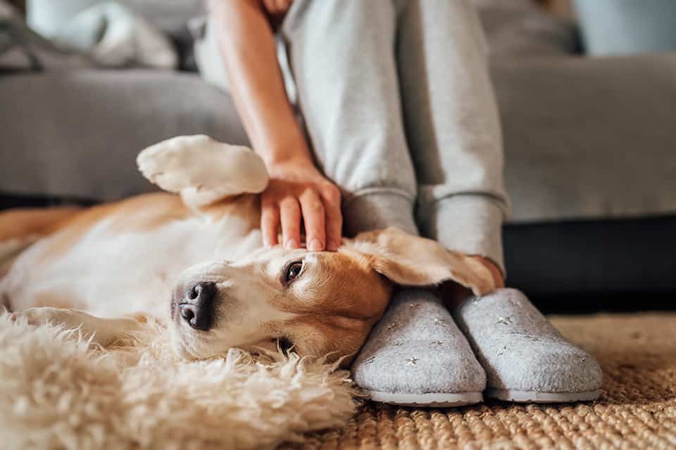 A person pets their dog who is laying on the floor