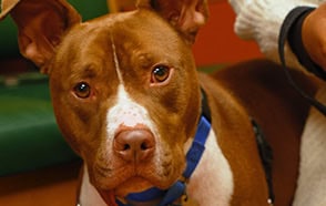 Service dog with handler at Educators CU, promoting assistance and support.